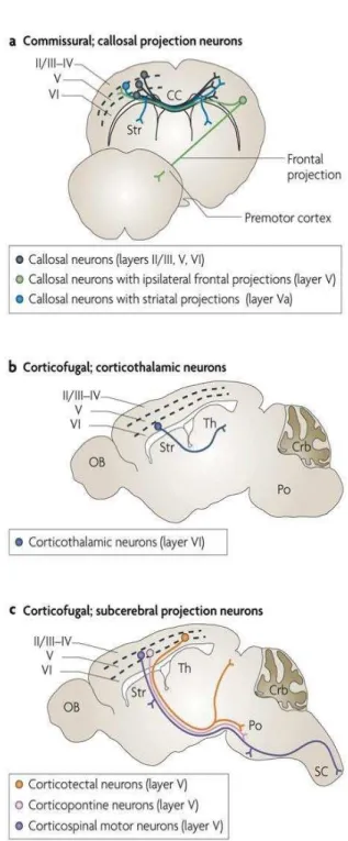 Figure  6:  Représentation  schématique  des  principales  efférences  du  cortex  moteur