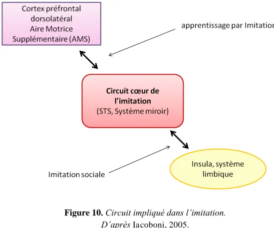 Figure 10 .  Circuit impliqué dans l’imitation.