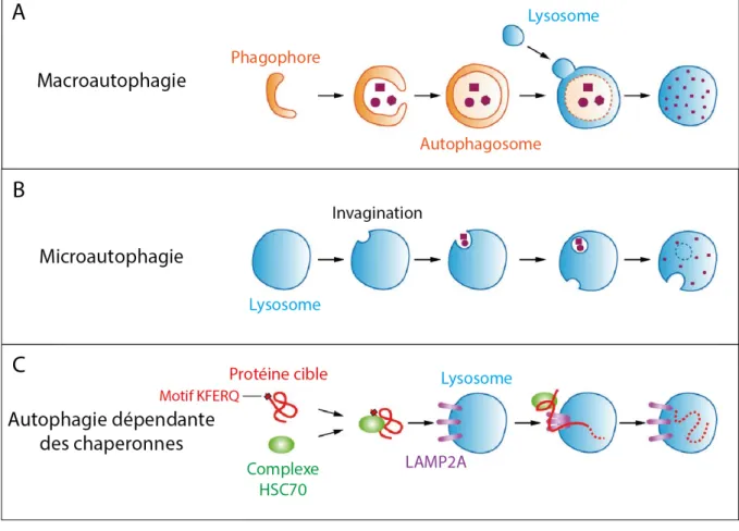 Figure  3 :  Représentation  des  trois  types  d’autophagie.  (A)  La  macroautophagie  est  caractérisée  par  la  séquestration  du  contenu  cytoplasmique  dans  des  vésicules  d’autophagie  appelées  autophagosomes