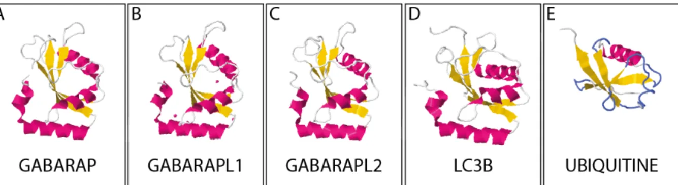 Figure 11 : Structure cristallographique des membres de la famille ATG8 ainsi que de l’UBIQUITINE