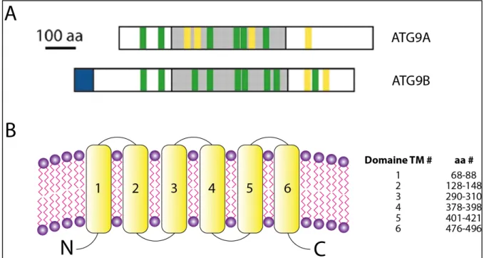 Figure 14 : ATG9A et ATG9B chez l’homme. (A) Comparaison des séquences protéiques humaines d’ATG9A et  ATG9B,  qui  codent  respectivement  des  protéines  de  839  et  924  acides  aminés