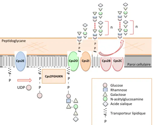 Figure  3 3. Biosynthèse de la CPS polysaccharidique du sérotype 2 de S. suis par la voie de  synthèse Wzy