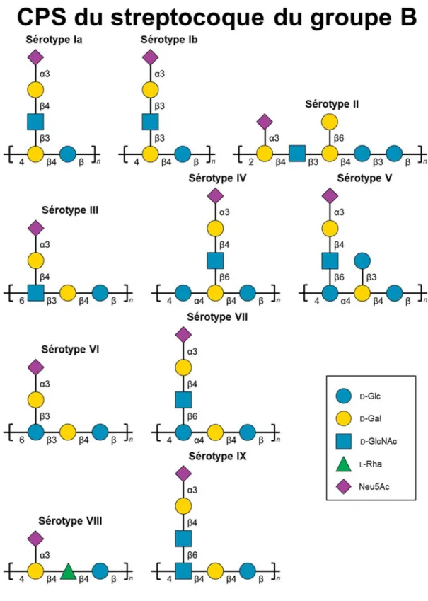 Figure  4 4. Diversité structurale des unités répétitives des CPS du streptocoque du groupe  B  