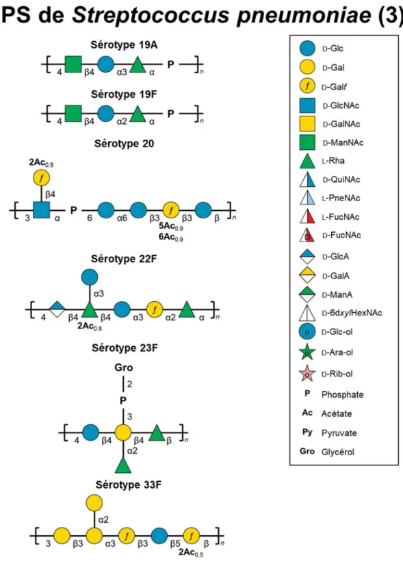 Figure  5 5.  Diversité  structurale  des  unités  répétitives  des  CPS  des  sérotypes  les  plus  importants de S