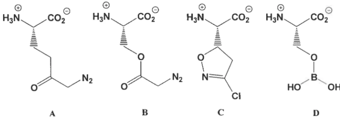 Figure 2. Structure de divers inhibiteurs pour la GGT. Composé A, le L-6-diazo-5- L-6-diazo-5-oxonorleucine (DON); composé B, la L-diazoacétylsérine (azasérine) composé C, l’acivicine; composé D, complexe L-sérine-borate.