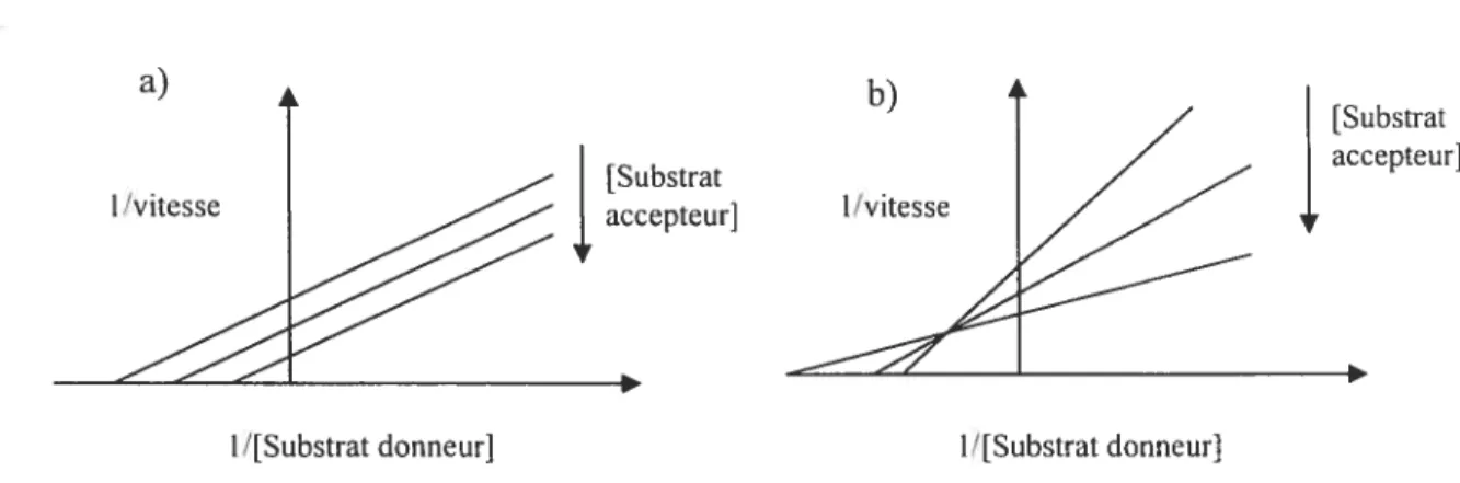 Figure 3. Représentation avec des courbes de type Lineweaver-Burk des mécanismes ping-pong (a) et séquentiel ordonné (b)86.