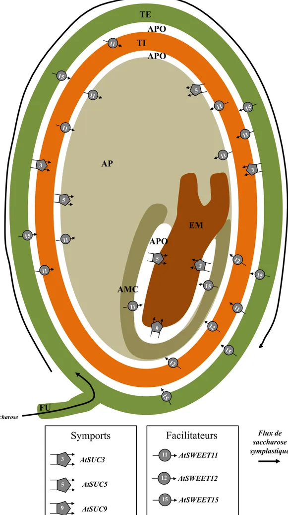 Figure   8   Vue   d’ensemble   des   différents   transporteurs   impliqués   dans   le   déchargement   du  saccharose dans la graine d’A