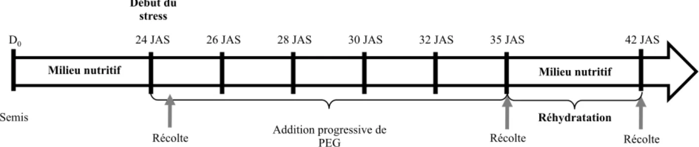 Figure 10 Représentation schématique du protocole de la contrainte osmotique appliquée.