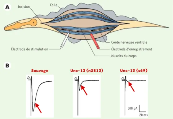 Figure 2 : Analyse électrophysiologique d’un C. elegans mutant de transmission synaptique