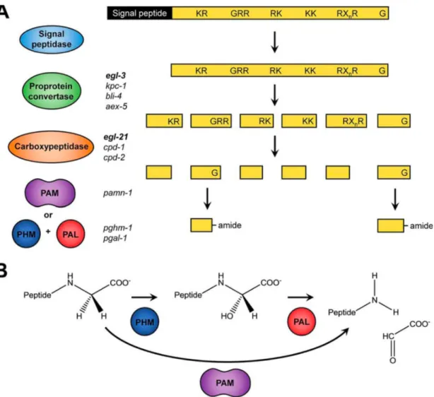 Figure 9 : Processus de maturation des neuropeptides (Inspiré de S. Van Bael et al., 2018) [20] 