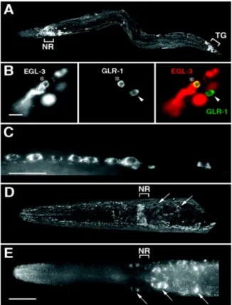 Figure 10 : Localisation et expression de EGL-3 (Tiré de J. Kass et al. 2001) [57]