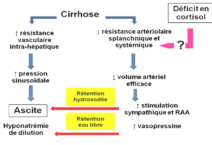 Figure  I  :  Physiopathologie  du  développement  de  l’ascite  et  implication  potentielle  du  déficit  en  cortisol  dans  l’aggravation  de  l’hypertension  portale