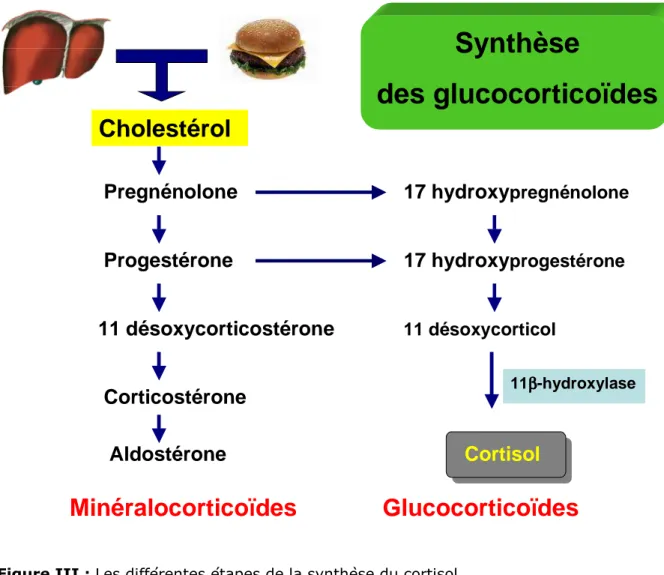Figure III : Les différentes étapes de la synthèse du cortisol 