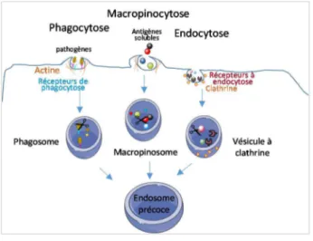 Figure  2  :  Mécanisme  d’internalisation  des  antigènes  exogènes  par  les  cellules  dendritiques  immatures