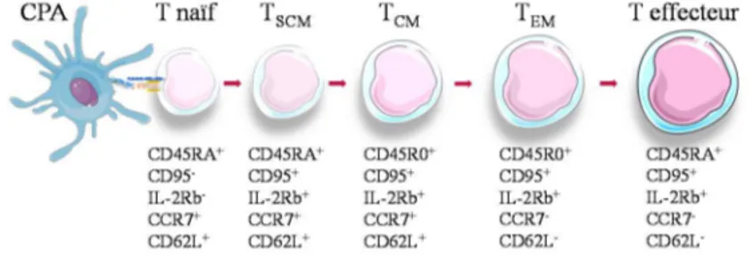 Figure 8 : Les populations de T mémoires 