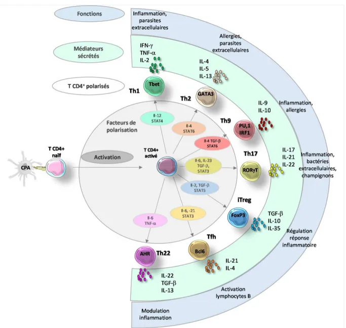 Figure 9 : La polarisation des  lymphocytes T CD4+. 