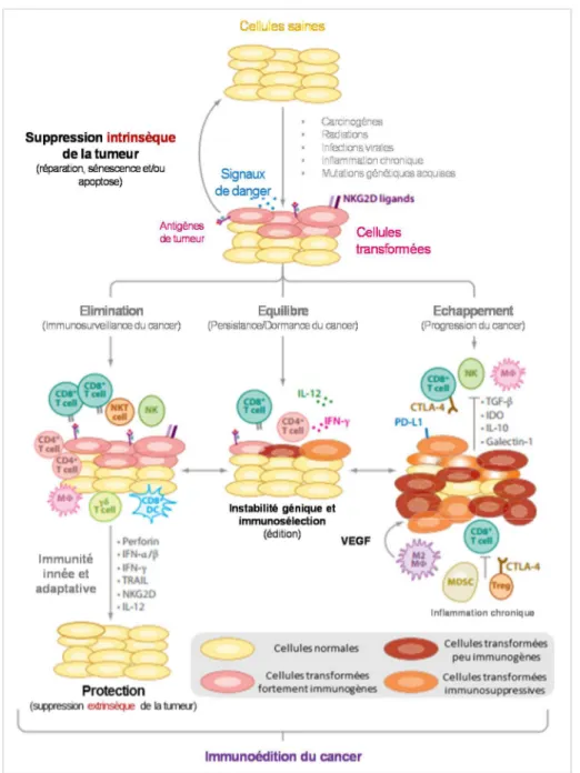 Figure  11:  Le  développement  tumoral,  l’immunosurveillance  et  théorie  de  l’immunoédition,  d’après (Vesely et al., 2011)