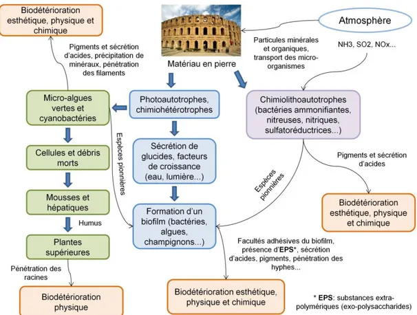 Figure I.1-9 : Schéma synthétique des différentes voies de biodétérioration causées par les organismes  vivants