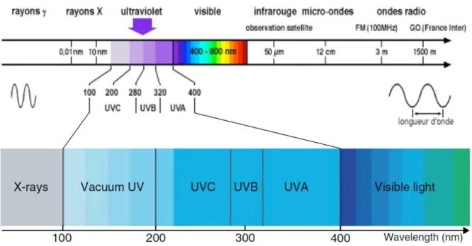 Figure I.3-1 : Position du rayonnement ultraviolet dans le spectre électromagnétique. D’après  Yin et  al., 2013 et site internet 3