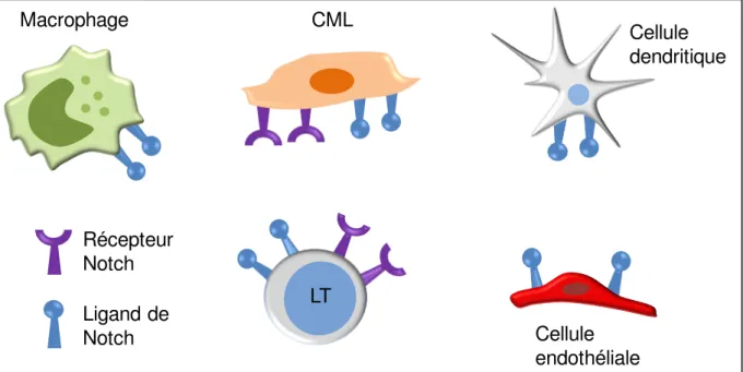 Figure 4 : Interactions Notch- Notch ligand au cours de l’ACG  (adapté de [138]). Les LT CD4 +  des  patients affectés d’ACG expriment spontanément le récepteur  Notch 1 et un de ses ligands (Jagged  2) , leur permettant d’interagir avec les cellules dendr