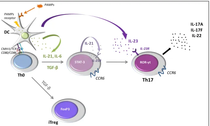Figure 5 : La différenciation des Th17 et la dichotomie Th17/Treg 