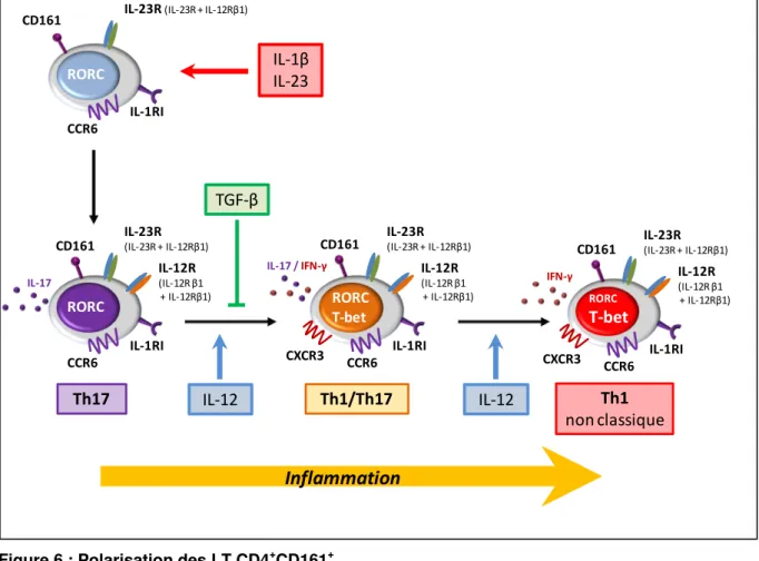 Figure 6 : Polarisation des LT CD4 + CD161 + 