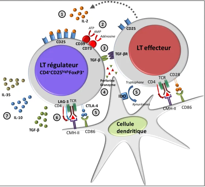 Figure 7 : M écanismes d’action des Treg 