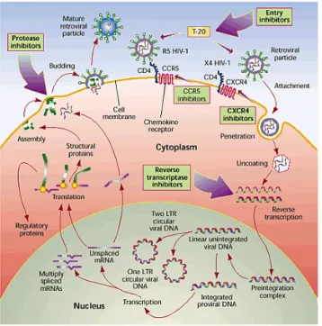 Figure   2   A:   HIV-­‐1   life   cycle   and   antiretroviral   drug   targets   (Source:   Michael   1999 129 )   