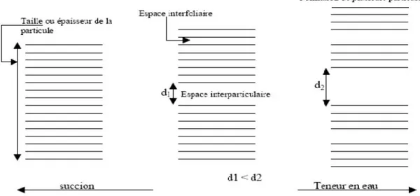 Figure 1.19 Représentation schématique du fractionnement des particules lors de l’hydratation (Saiyouri, 1996)