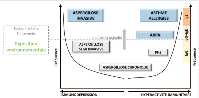 Figure 6 : Principales pathologies aspergillaires en fonction du statut immunitaire de la personne  (Denning et al., 2014; Pirofski and Casadevall, 2008)