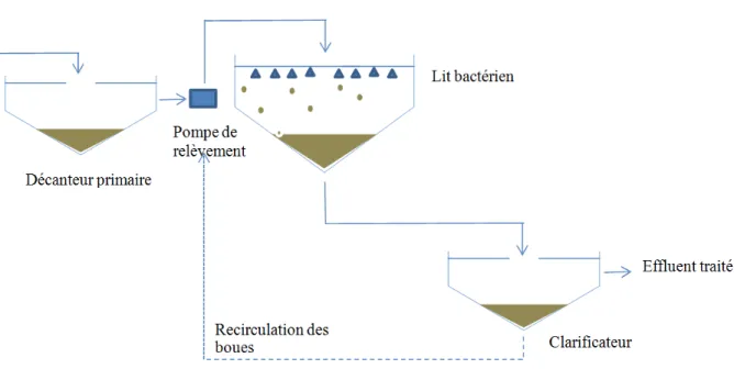 Figure I-2: Principe du procédé de traitement biologique d'épuration des eaux usées par lits  bactérien 