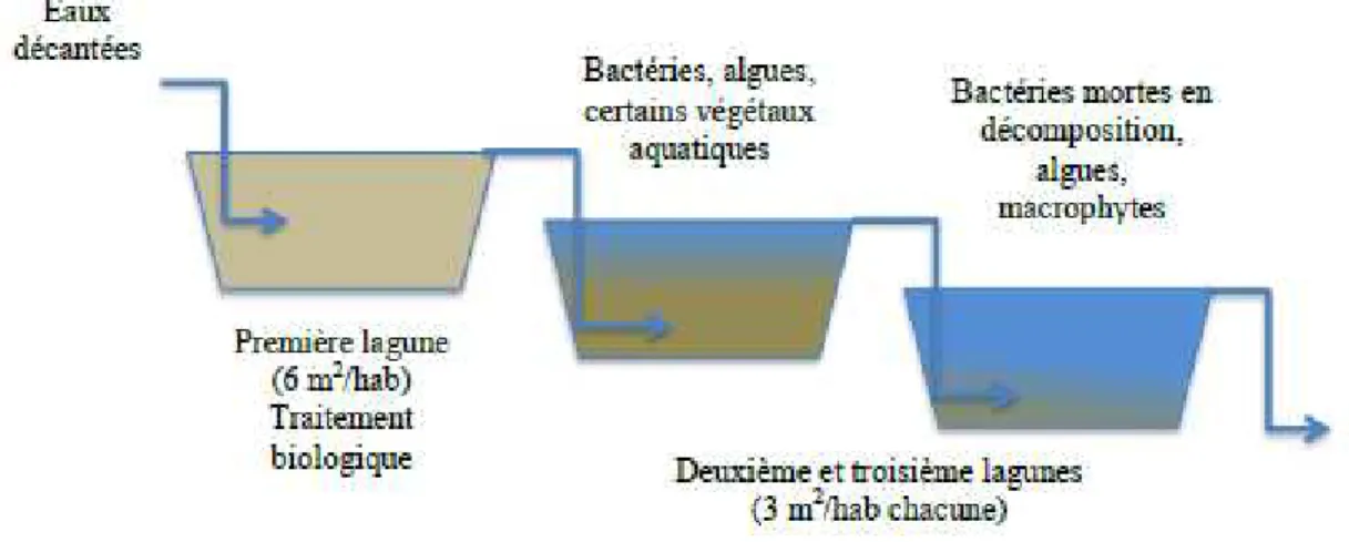 Figure I-3: Principe du traitement biologique d'épuration des eaux usées par lagunage 