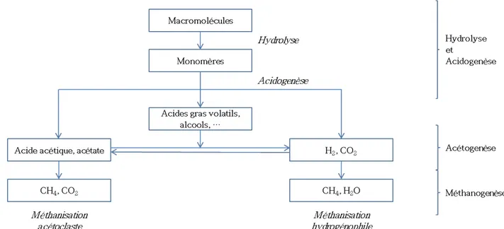 Figure I-11 : Réactions impliquées dans la digestion anaérobie de biomasse 