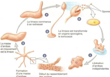 Figure 13  : Cycle de vie de Dictyostelium  discoideum. Seules les amibes unicellulaires  peuvent  se  nourrir  et  proliférer  (1)