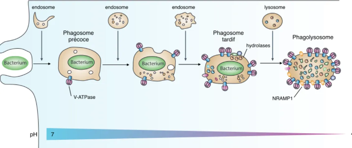 Figure 15 : Les principales étapes de la phagocytose. A l’issue de l’internalisation de la  bactérie, le phagosome subit plusieurs étapes de maturation, par fusions successives  avec des vésicules endosomales puis ultimement avec le lysosome