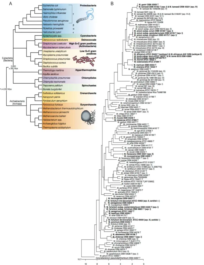 Figure 16 : Phylogénie simplifiée des modèles de référence du règne bactérien (A). Les  mycobactéries,  représentées  par  M