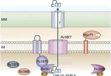 Figure  22  :  Modèle  prédictif  du  système  de  sécrétion  de  type  7  chez  Mycobacterium  spp