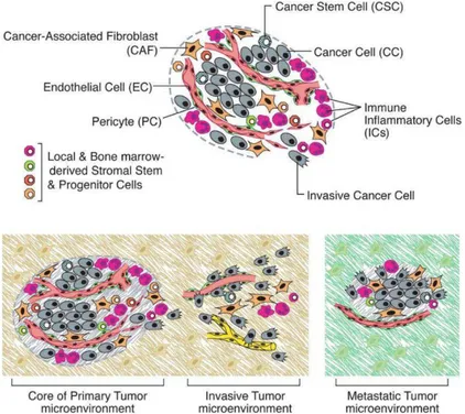 Figure 6 : Le microenvironnement tumoral.  Les cellules cancéreuses (CC)  sont associées à de nombreux  types  cellulaires  tels  que  les  fibroblastes  (CAF),  les  cellules  endothéliales  (EC),  les  péricytes  (PC),  les  cellules  souches cancéreuses