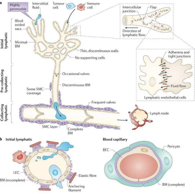 Figure  12  :  Structure  du  réseau  vasculaire  lymphatique.  (a)  Hiérarchisation  des  types  de  vaisseaux  lymphatiques depuis les vaisseaux lymphatiques initiaux aux vaisseaux lymphatiques collecteurs en passant par  des  vaisseaux  lymphatiques  pr