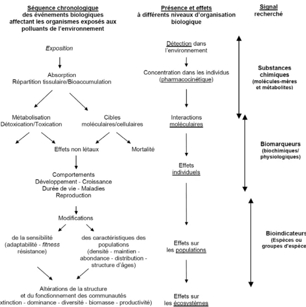 Figure 3. Chronologie théorique des effets induits par l’introduction d’un pesticide dans le milieu  naturel (d'après Caquet et Lagadic, 1998) Le signal recherché (substance chimique, biomarqueur ou  bioindicateur) sera défini dans le paragraphe I.B.3.1.2 