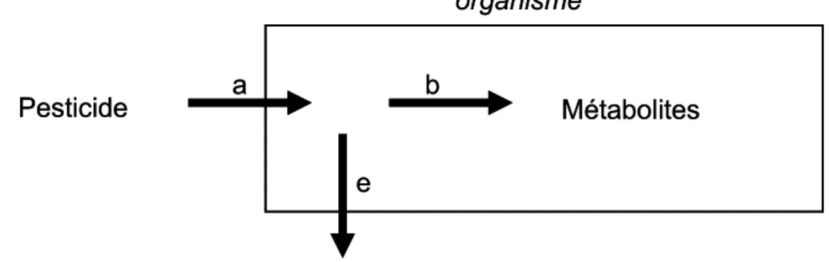 Figure 4. Représentation schématique d’un modèle toxicocinétique à un compartiment avec  l’absorption du pesticide (a), sa biotransformation (b) et son élimination (e)