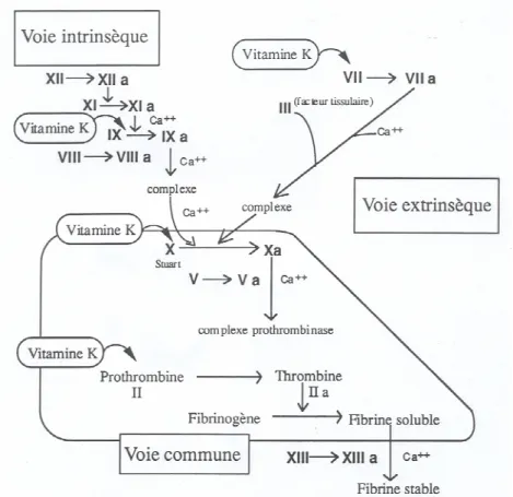 Figure 12. Schéma global récapitulant la cascade d’activation des facteurs de la coagulation  permettant l’hémostase secondaire