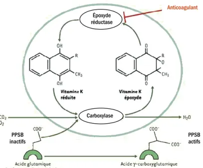 Figure 13. Cycle de la vitamine K montrant la réaction de carboxylation couplée à l’oxydation de la  vitamine K pour l’activation de l’acide glutamique terminal des facteurs de coagulation vitamine K  dépendants (Le Bonniec, 2004)