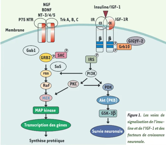 Figure 1. Les voies de  signalisation de  l’insu-line et de l’IGF-1 et des  facteurs de croissance  neuronale.