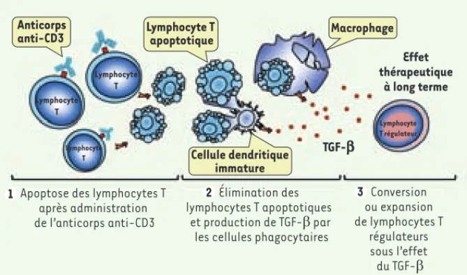 Figure 1. Mécanisme d’induction de tolérance  par l’anticorps anti-CD3. L’induction de  tolé-rance après traitement par l’anticorps  anti-CD3 se décompose en 3 phases : (1)  apop-tose des lymphocytes T induite par l’anticorps  anti-CD3 (immunosuppression t