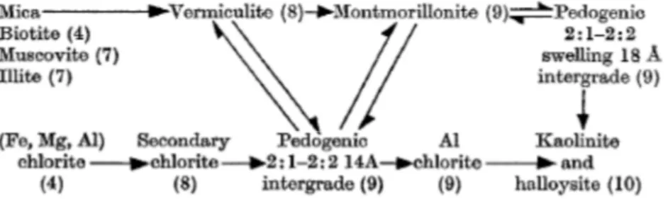 Figure I.6 : Représentation schématique de la formation des minéraux dans les sols. 