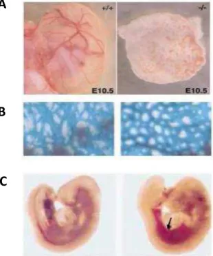 Figure 5 : Invalidation totale de l’ENG chez les souris. A : Les souris invalidées pour l’ENG ne présentent  pas de vaisseaux sanguins au niveau du sac vitellin