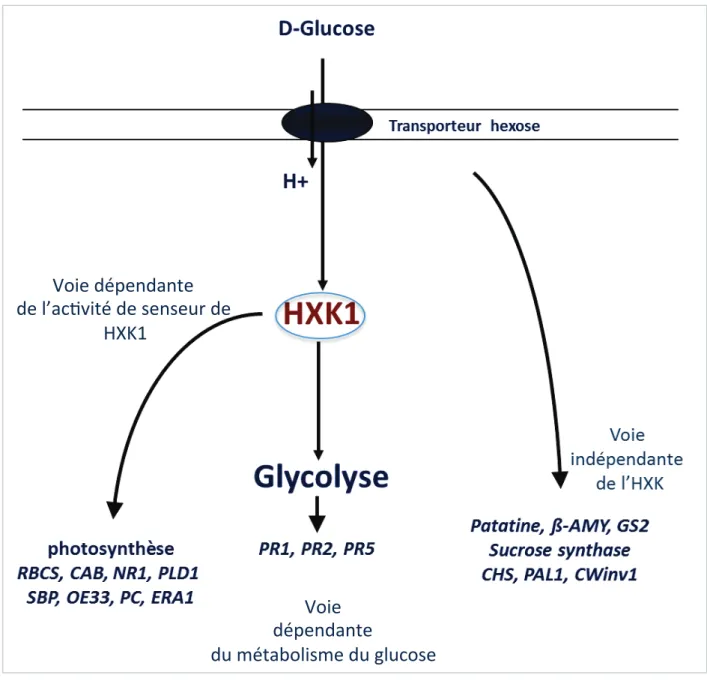 Figure 2 : Schéma représentant les trois voies de la signalisation du glucose, définies à l’égard  du senseur cytoplasmique du glucose HXK1, ainsi qu’une liste non exhaustive des gènes  régulés par les différentes voies