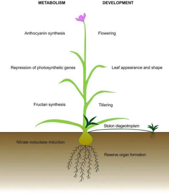 Figure  4   :  Récapitulatif  des  différents  processus  métaboliques  et  développementaux régulés par le saccharose (Tognetti et al., 2013).