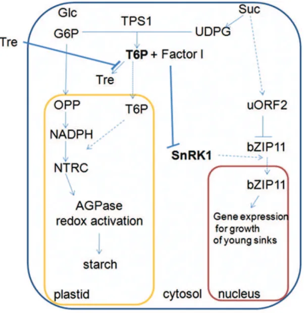 Figure 5 : Modèle de régulation intégrant l’hypothèse suivant laquelle le T6P inhibe l’activité de  la  SnRK1